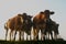 Cows in the early morning sun