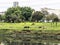 Cows eat the grass in a pasture beside the Pinheiros River, in the city of Sao Paulo, Brazil