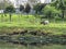 Cows eat the grass in a pasture beside the Pinheiros River, in the city of Sao Paulo, Brazil