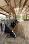 Cows eat hay in a cattle shed