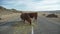 Cows eat hay, standing on the road. Cattle, livestock.