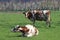 Cows eat mainly grass and graze 4 to 9 hours a day