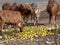 Cows eat mango thrown at landfill, Ethiopia