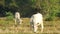 Cows eating in the dry paddy field