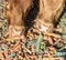 Cows eating fresh carrots, leeks and potatoes