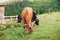 Cows eating grass against the background of the mountain valley. Cows grazing on pasture. Beefmaster cattle standing in