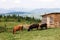 Cows eating grass against the background of the mountain valley. Cows grazing on pasture. Beefmaster cattle standing in