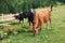 Cows eating grass against the background of the mountain valley. Cows grazing on pasture. Beefmaster cattle standing in