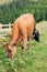 Cows eating grass against the background of the mountain valley. Cows grazing on pasture. Beefmaster cattle standing in