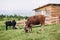 Cows eating grass against the background of the mountain valley. Cows grazing on pasture. Beefmaster cattle standing in