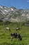 Cows eating grass on alpine mountain