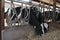 Cows eating grass in a cattle shed