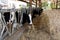 Cows eating grass in a cattle shed