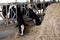 Cows eating grass in a cattle shed