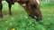 Cows eating grass close up