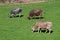 Cows eating grass on green field. Cute Cows grazing