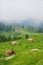 Cows eating grass on the meadow with mist above