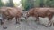 Cows eating grass in the morning