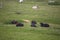 Cows eating grass on mountain pasturage