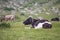 Cows eating grass on mountain pasturage