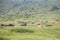 Cows eating grass on mountain pasturage