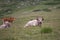 Cows eating grass on mountain pasturage