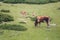 Cows eating grass on mountain pasturage