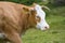 Cows eating grass on mountain pasturage