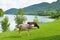 Cows eating grass. Pasture near the mountains.