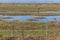 Cows eating grass on Rainham Marshes by nature reserve on a sunny day