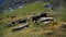 Cows eating grass in the rural field