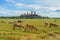 Cows eating green rice and grass field at Wat Tham Sua or Tiger Cave Temple, in Kanchanaburi district, Thailand. Famous tourist