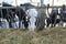 Cows eating hay in cowshed Thailand farm. Dairy cows to production milk