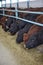 Cows eating hay on moden farm