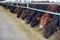 Cows eating hay on moden farm