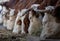 Cows eating hay in stable