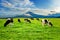 Cows eating lush grass on the green field in front of Fuji mountain, Japan