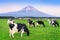 Cows eating lush grass on the green field in front of Fuji mountain, Japan