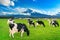 Cows eating lush grass on the green field in front of Fuji mountain, Japan.