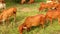 Cows eating in meadow field