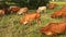 Cows eating in meadow field