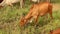 Cows eating in meadow field