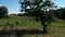 Cows eating in a meadow near a tree