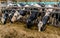 Cows eating silage