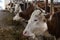 Cows eating in stable