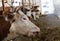 Cows eating in stable