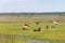 Cows eating in a swamp on a farm in Lagoa do Peixe National Park