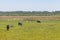 Cows eating in a swamp on a farm in Lagoa do Peixe National Park