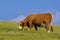 Cows and English countryside, UK