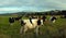 Cows enjoying late afternoon winter sunshine in North Otago, NZ